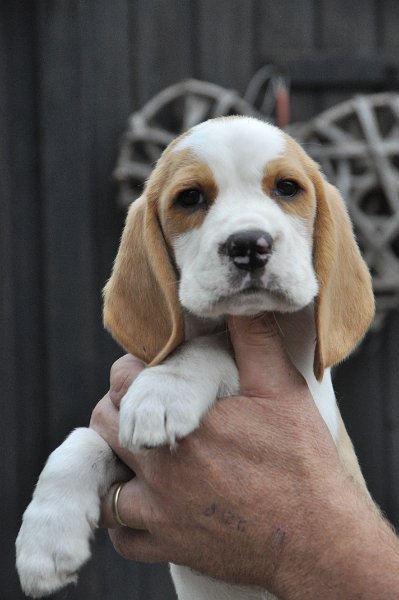 Afb_20120808_Pepper (3).JPG